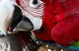 Uno de los guacamayos nacidos tras incautación de huevos en el aeropuerto. Tres aves serán próximamente liberadas.