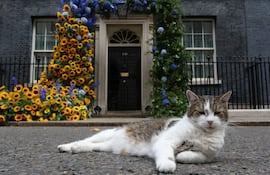 Larry el gato está sentado frente a un arco floral con la flor nacional de Ucrania, los girasoles, instalado frente al número 10 de Downing Street, en Londres, para conmemorar el Día de la Independencia de Ucrania, el 24 de agosto de 2022.