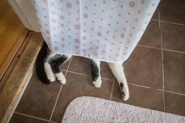 Gato en el baño.
