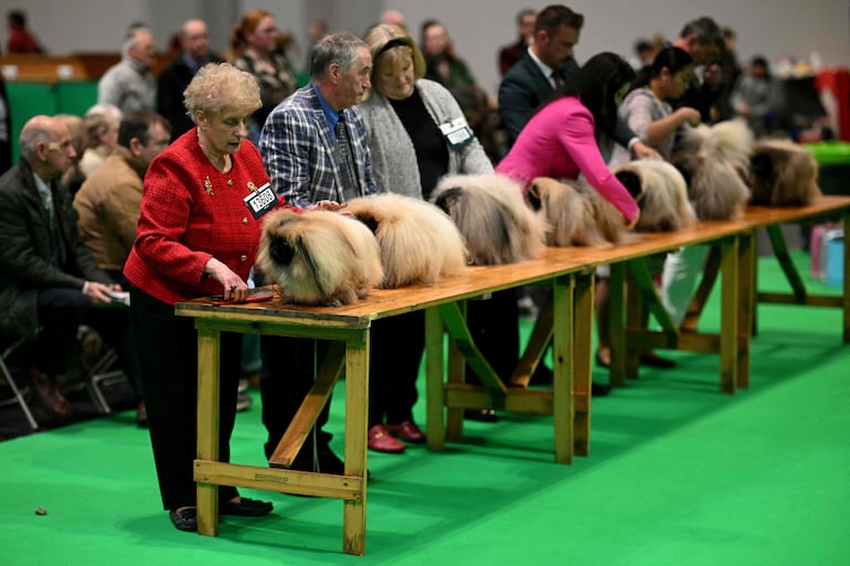 Perros de la raza pequinés son presentados a los jueces en el tercer día del Crufts, la exposición canina, en el National Exhibition Centre de Birmingham, en el centro de Inglaterra, el 7 de marzo de 2026.