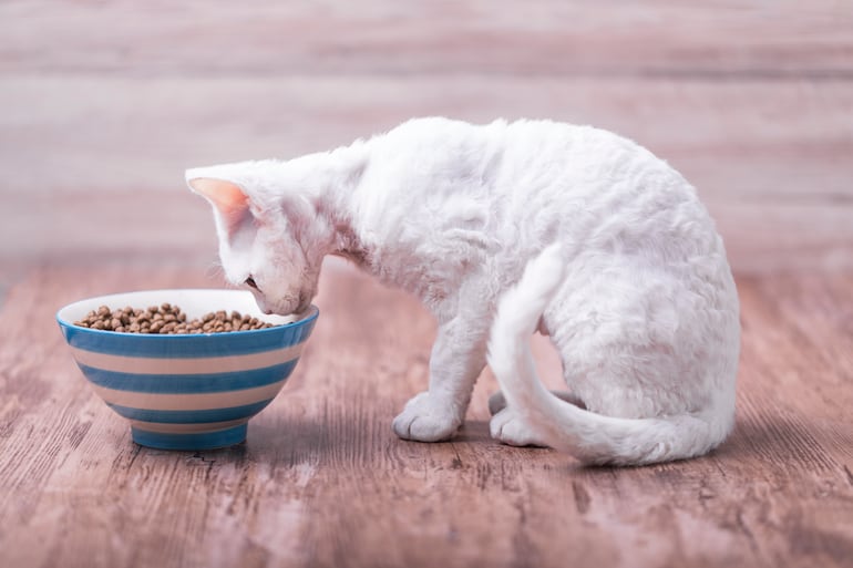 Si la balanza baja pero el plato sigue igual, muchas veces el problema no está en el alimento sino en una enfermedad que acelera el metabolismo o impide absorber nutrientes.