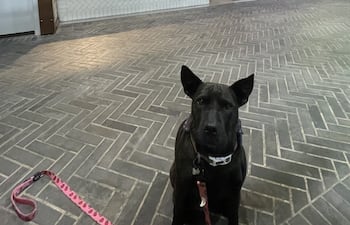 Rosie, la perra con cáncer que Paul Conyngham busca salvar con tratamiento personalizado y la ayuda de la Inteligencia Artificial (IA).