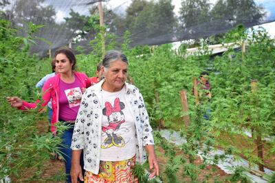 En la cosecha participarán miembros de la comunidad.