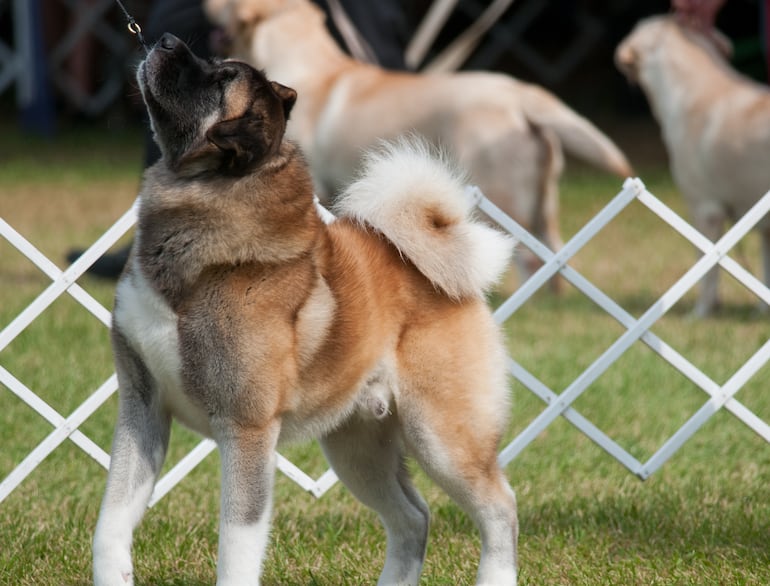 Akita americano.