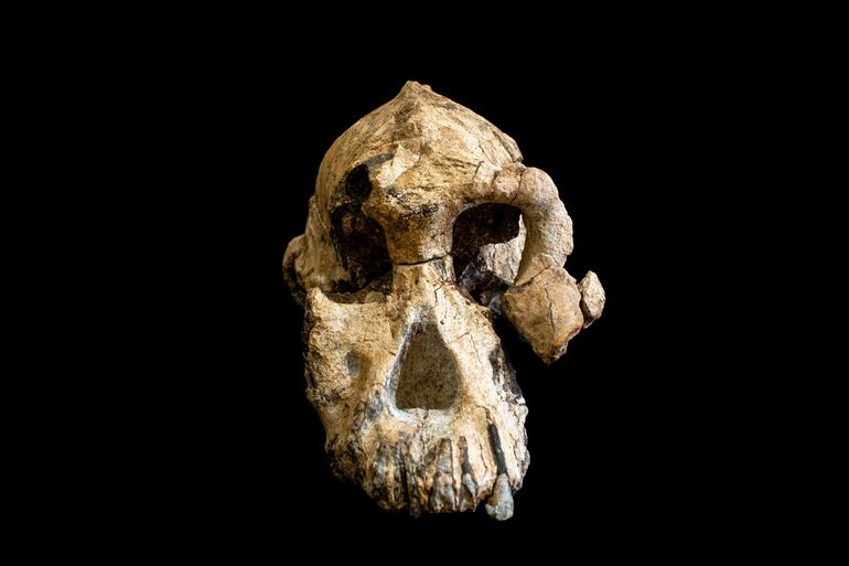 Un grupo de investigadores en Etiopía ha hallado el cráneo de un Australopithecus Anamensis, que vivió hace 3,8 millones de años y es considerado antepasado del Homo Sapiens y coetáneo del icónico homínido 'Lucy', según dos estudios publicados por la revista Nature.