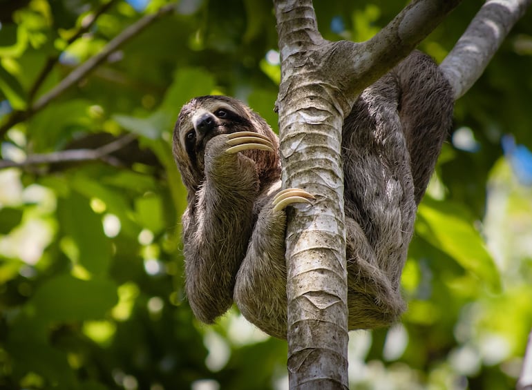 Parque Nacional Manuel Antonio de Costa Rica