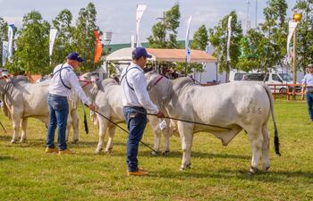 Imagen de la Expo Pioneros 2023 durante el juzgamiento de una de las razas bovinas que participaron de la feria.