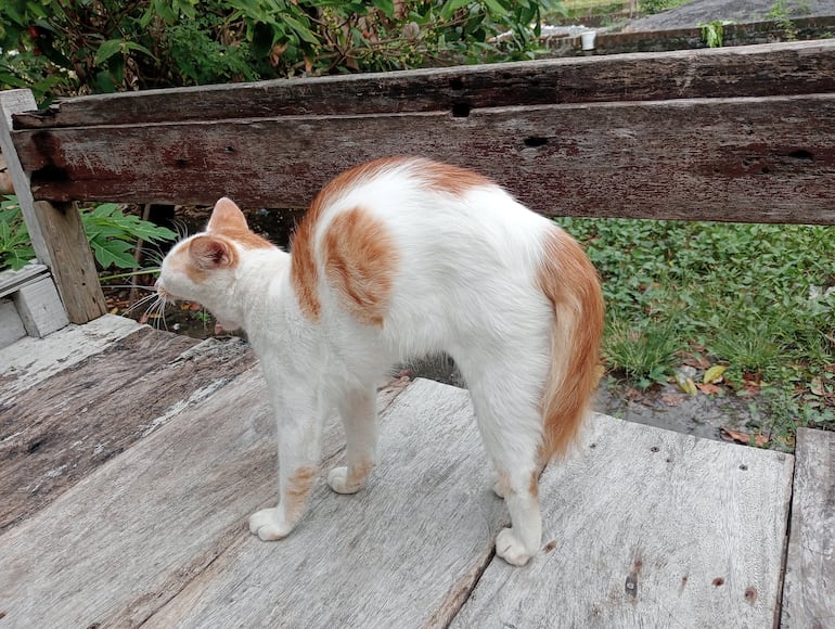 Un gato con el lomo arqueado puede estar asustado, jugando o sentir dolor.