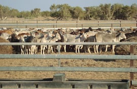 Remates ganaderos: un negocio que va desde G. 15 millones hasta G. 3.000 millones