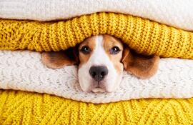 Cómo mantener abrigado a tu perro en días fríos.