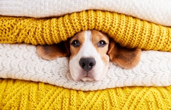 Cómo mantener abrigado a tu perro en días fríos.