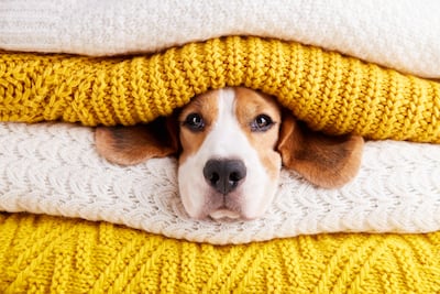 Cómo mantener abrigado a tu perro en días fríos.