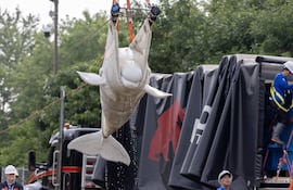 Fotografía cedida por el Shedd Aquarium donde se muestra a operarios utilizando una eslinga para mover una ballena beluga, una de las seis primeras que serán transportadas a acuarios de Estados Unidos, este lunes en el parque marino cerrado Marineland Canada, en Niagara Falls, Ontario (Canadá).