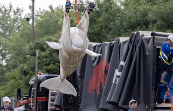 Fotografía cedida por el Shedd Aquarium donde se muestra a operarios utilizando una eslinga para mover una ballena beluga, una de las seis primeras que serán transportadas a acuarios de Estados Unidos, este lunes en el parque marino cerrado Marineland Canada, en Niagara Falls, Ontario (Canadá).