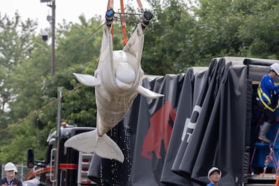 Fotografía cedida por el Shedd Aquarium donde se muestra a operarios utilizando una eslinga para mover una ballena beluga, una de las seis primeras que serán transportadas a acuarios de Estados Unidos, este lunes en el parque marino cerrado Marineland Canada, en Niagara Falls, Ontario (Canadá).