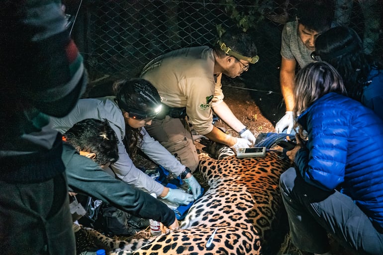 Dos nuevos yaguaretés machos reavivan la esperanza de una población estable en El Impenetrable, Chaco, Argentina.