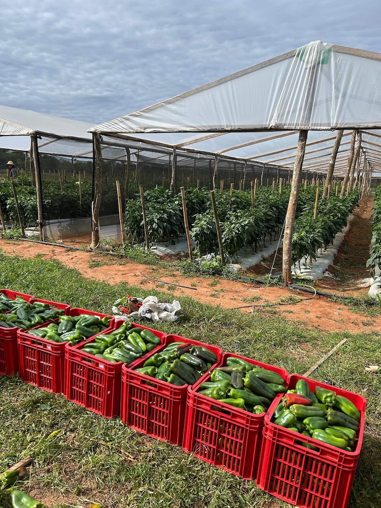 En Paraguay se puede vivir de la agricultura con buen manejo del suelo y cuidados culturales en los rubros agrícolas, afirmó la productora María Adelfa Coelho.