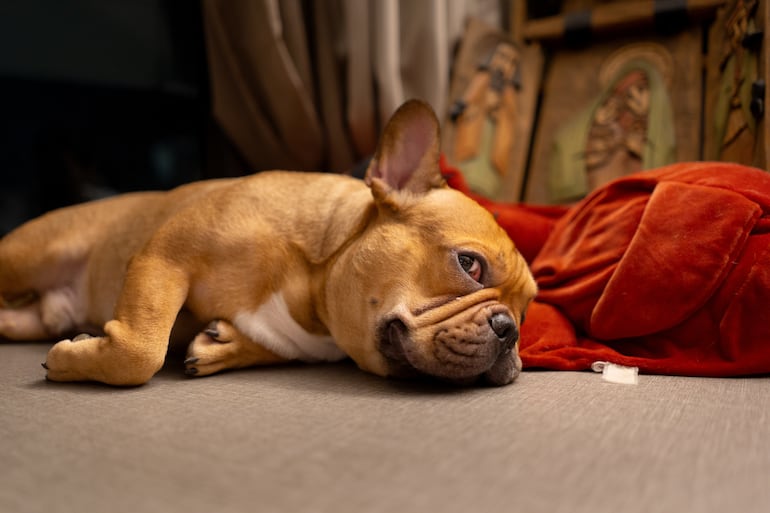 Bulldog francés durmiendo.