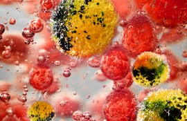 Meningococus, imagen ilustrativa.