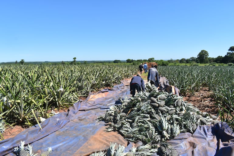Conforme a los productores de la zona, en el distrito de Guayaybí actualmente se cuenta con unas 1.200 hectáreas de piña