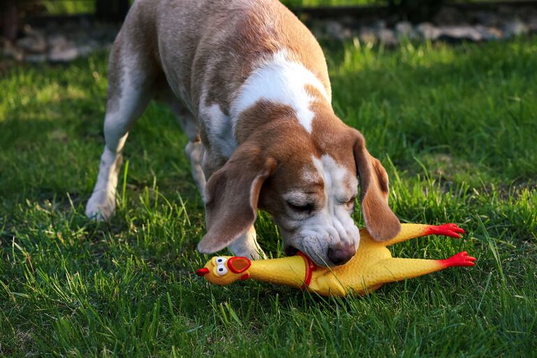 Concepto de juguetes para perros.