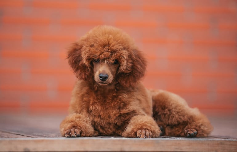 Perro poodle o caniche.