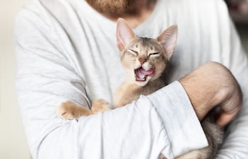 Gato en brazos de su dueño.