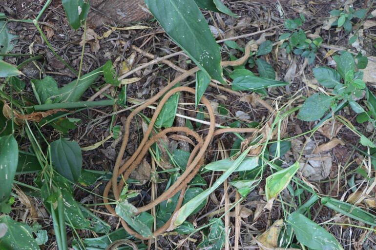 La cuerda que habría sido utilizada para matar al perro.