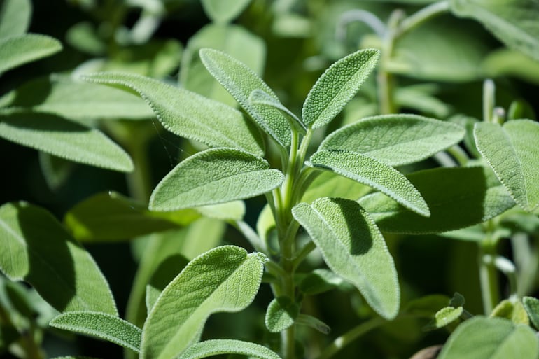 Planta de salvia.