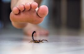 El Ministerio de Salud reportó que existen unas 803 notificaciones de escorpionismo que llegaron al Programa Nacional de Control de Zoonosis y al Centro Antirrábico Nacional.