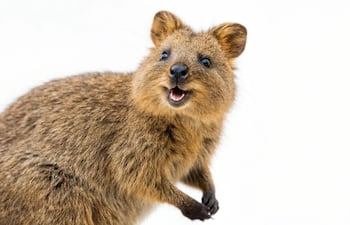 Quokka.