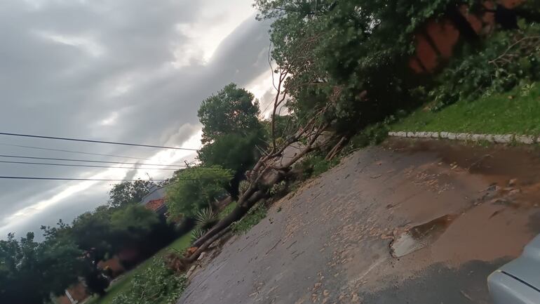 El barrio Centro de Caraguatay también registró la caída de árboles durante el temporal.