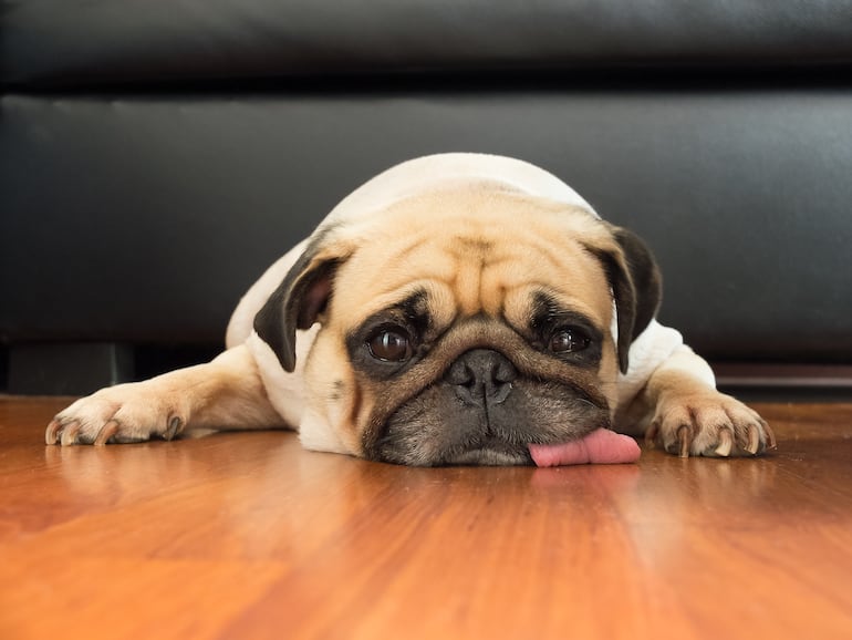 Perro de la raza Pug.