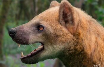 Ilustración de Jesús Gamarra que recrea la posible apariencia del 'paludocyon moyasolai', una nueva especie de "perro oso", que habitó en el actual territorio de Cataluña (España) hace 15,9 millones de años.