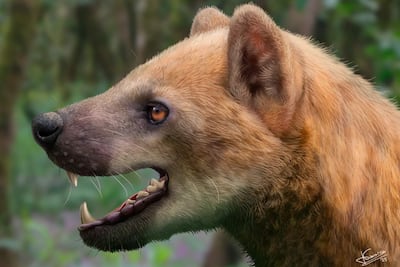 Ilustración de Jesús Gamarra que recrea la posible apariencia del 'paludocyon moyasolai', una nueva especie de "perro oso", que habitó en el actual territorio de Cataluña (España) hace 15,9 millones de años.