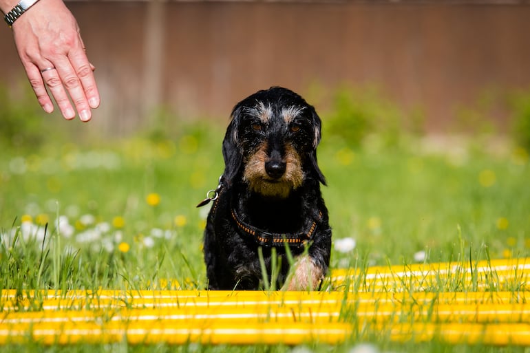 Ejercicios de propiocepción para perros.