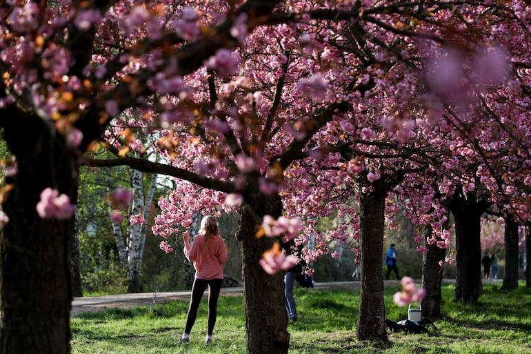 Personas visitan una avenida de cerezos en flor en la antigua zona del Muro de Berlín, en el distrito de Teltow, Berlín, Alemania, el 21 de abril de 2026.

