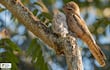 Guaimingue (Caprimulgus griseus), fotografía gentileza de Oscar Rodríguez (Paraguay Birding & Nature)