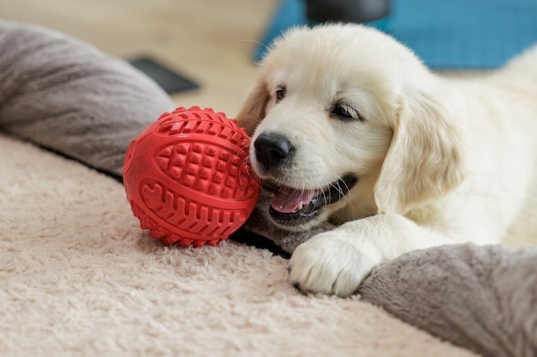 Cachorro de la raza golden retriever.