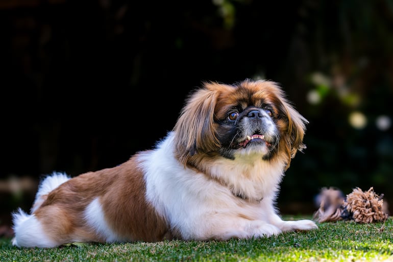 Perro pekinés.