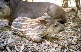 La reproducción de tapir exitosa se dio en Atinguy.