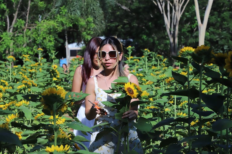 La cosecha es autogestionada y cada flor tiene un costo de G. 10.000.