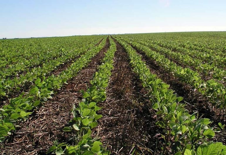 La excelencia es un estándar innegociable que se valida día a día con el éxito de cada cosecha y el rigor de sus procesos industriales.