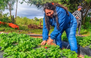 Productores de frutillas se capacitan para combatir plagas a través del uso de recursos orgánicos y agroecológicos.