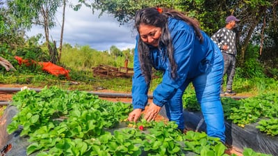 Productores de frutillas se capacitan para combatir plagas a través del uso de recursos orgánicos y agroecológicos.