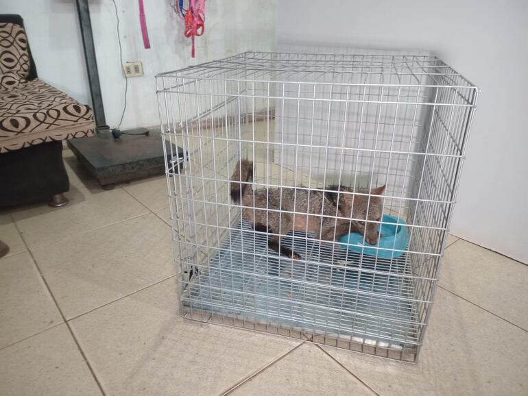 zorro aguara'i rescate Ypané