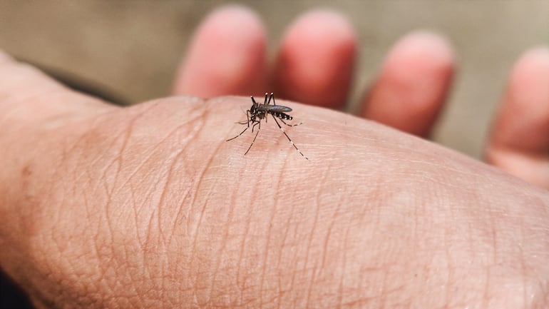 Concepto de picaduras de mosquitos.