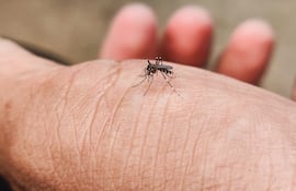 Concepto de picaduras de mosquitos.