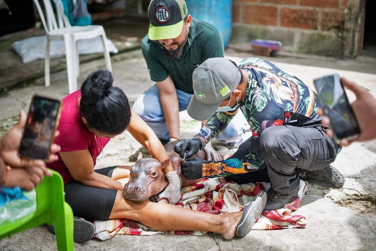 Esta imagen, distribuida por la Oficina de Prensa de la Autoridad Ambiental Cornare el 4 de agosto de 2026, muestra a funcionarios y pobladores atendiendo a un hipopótamo recién nacido luego de que fuera rescatado por pescadores en una zona rural y entregado a la autoridad ambiental Cornare para su traslado al Parque Temático Hacienda Nápoles, donde sería sometido a una evaluación veterinaria, en Puerto Triunfo, departamento de Antioquia, Colombia.