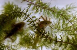 Vista de achoques en el laboratorio de la Universidad Michoacana de San Nicolás de Hidalgo (UMSNH), en Morelia, estado de Michoacán, México, el 27 de junio de 2025.